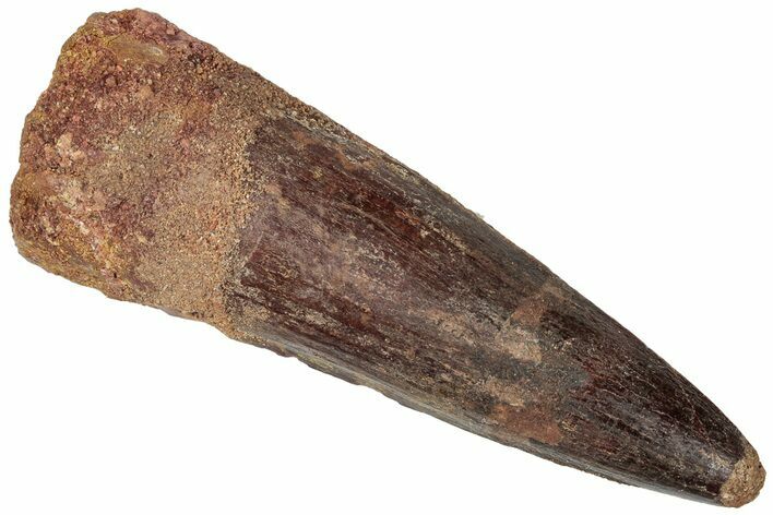 Fossil Spinosaurus Tooth - Real Dinosaur Tooth #310177